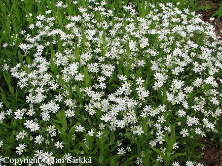 Stellaria holostea